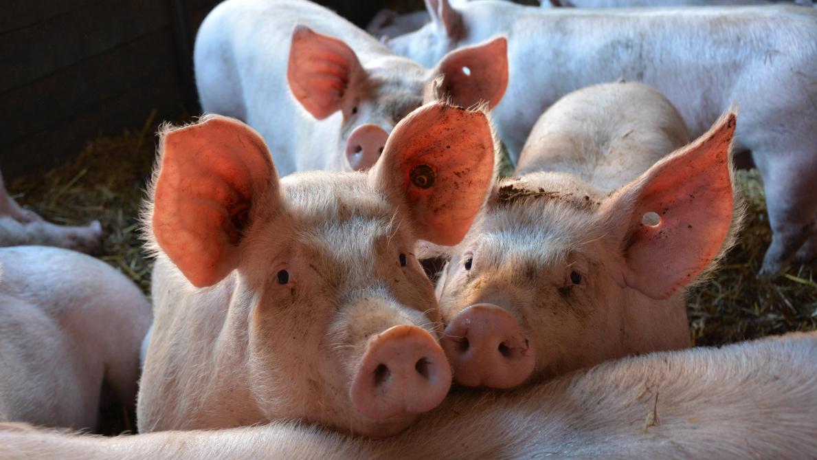 Pour votre sécurité et santé,manipulez les porcsavec précaution