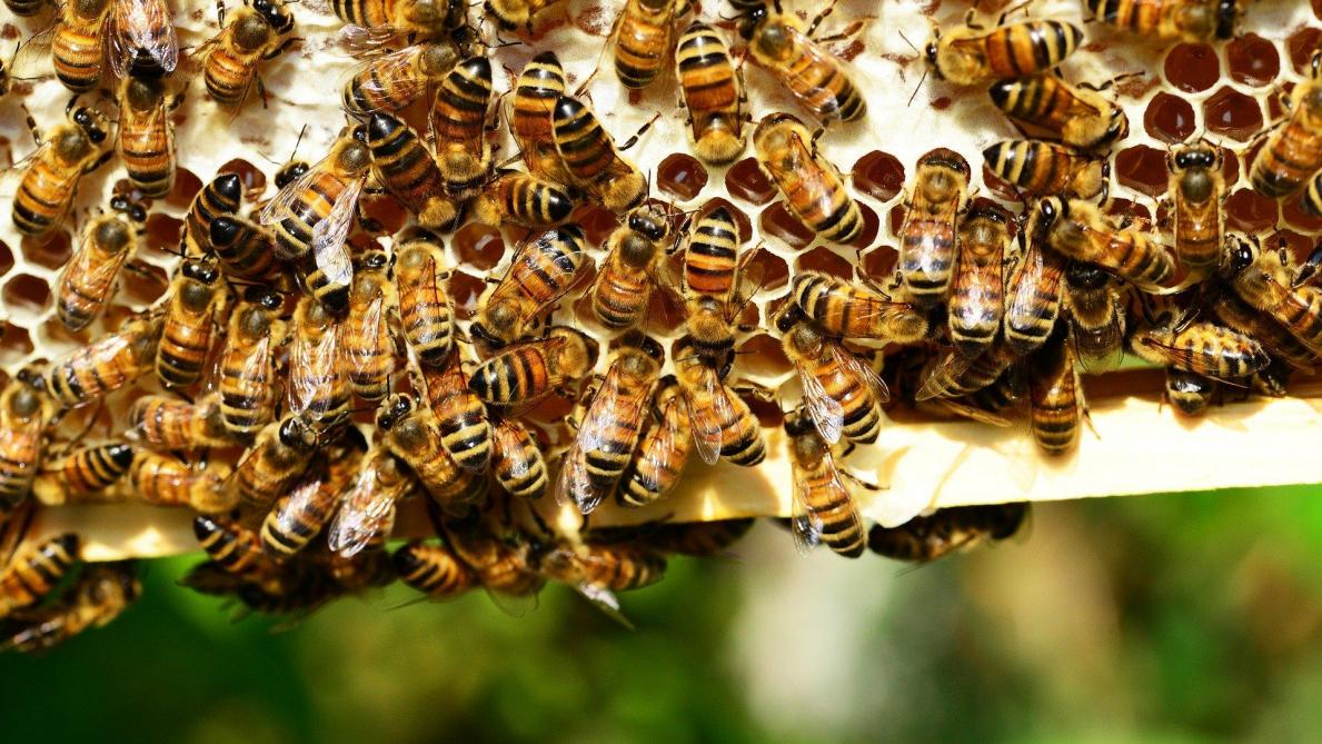 La Wallonie débloque plus de 194.000€ pour l’apiculture