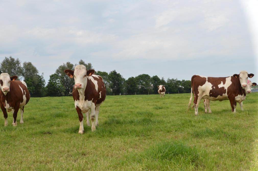Pour Jean-Bernard Ronckier, ses vaches ne doivent jamais descendre sous la moyenne de 28l/jour de production. Pour ce faire, il peut compter sur des fourrages d’une très bonne qualité.