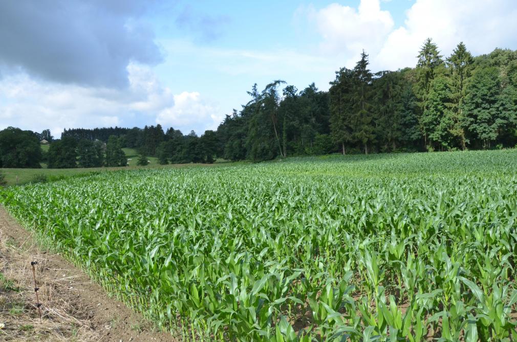 Si quelques variétés ultra précoces conviennent pour les différentes régions de l’Ardenne, on retiendra cependant qu’au-delà de 480 m d’altitude, la culture de maïs présente un risque d’échec trop grand.