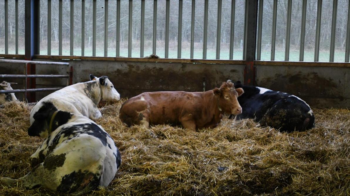 Engraissement de vaches de réforme Blancbleu une capacité d’ingestion journalière de 12 kg de Engraissement de vaches de réforme Blancbleu une capacité d’ingestion journalière de 12 kg de