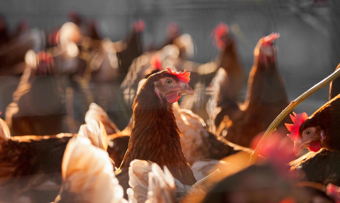Grippe aviaire aux Pays-Bas: prolongation du confinement ...