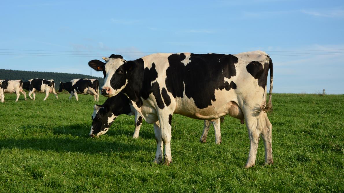Les craintes des producteurs laitiers belges portent essentiellement sur la continuité de  la collecte et la transformation du lait, tout comme sur l’approvisionnement des intrants.