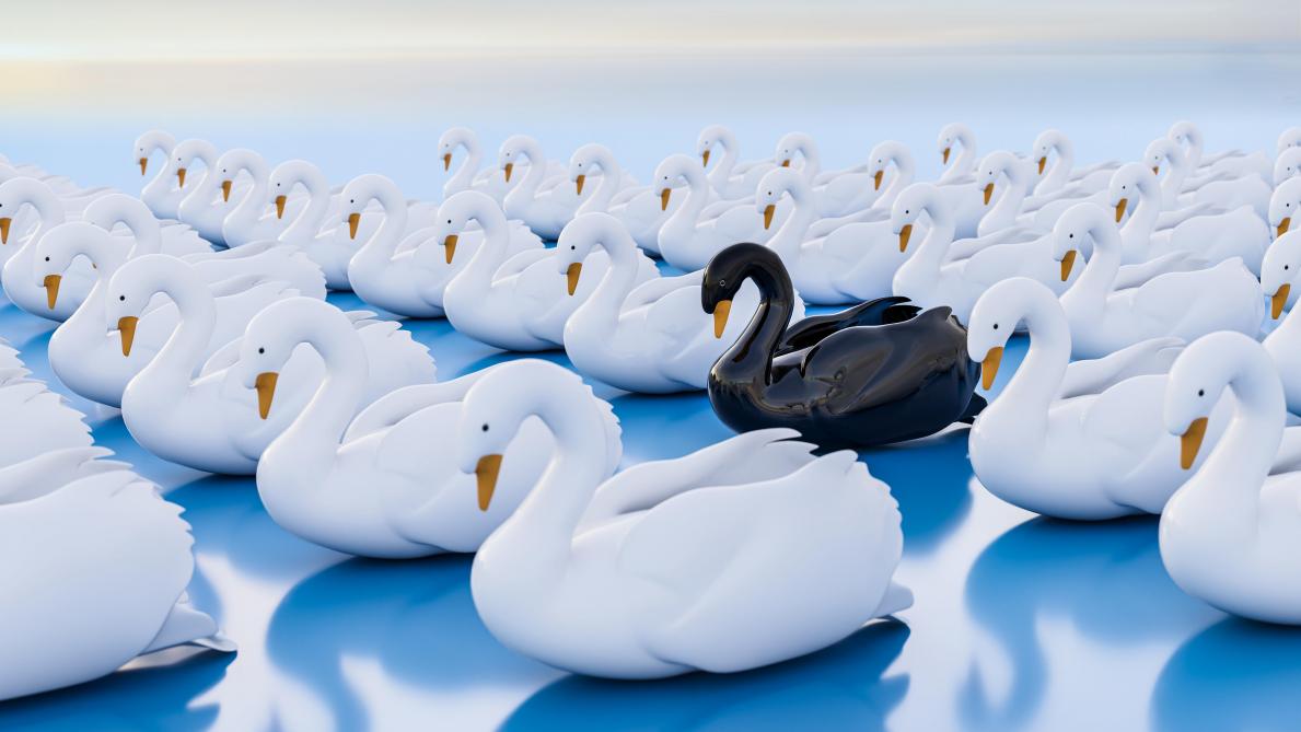Un Cygne Noir Et Ses Cygnes Blancs Sillonbelge Be Un Cygne Noir Et Ses Cygnes Blancs Sillonbelge Be