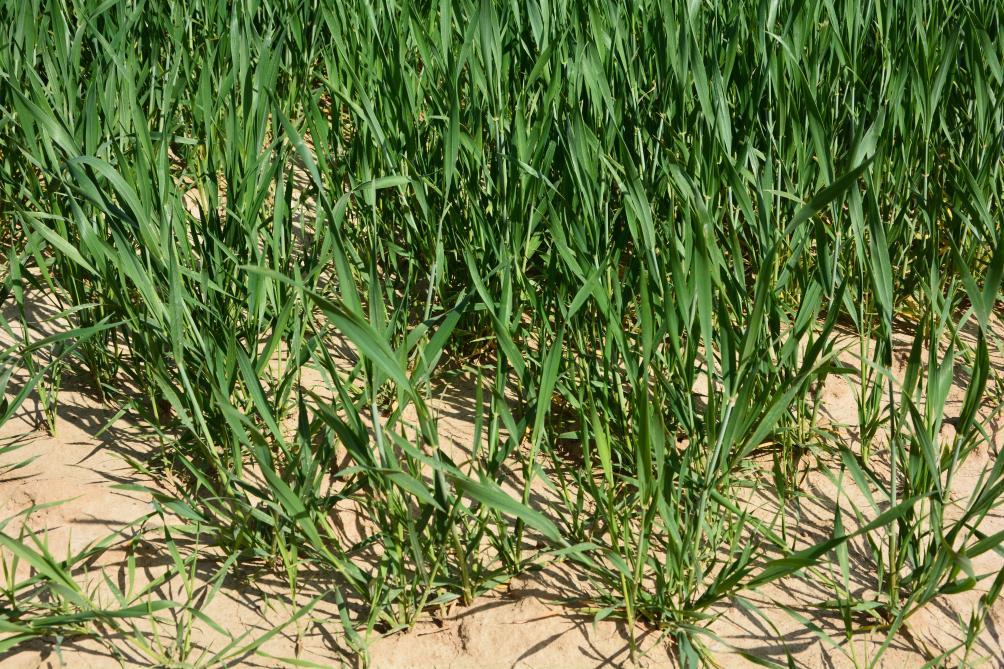 Cela fait bien longtemps que nos voisins français auront à récolter aussi peu de blé que cette année, en termes de surface.