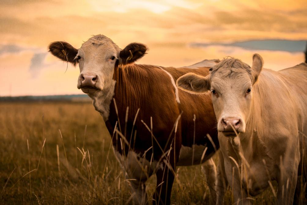 En France, les abattages de gros bovins ont rebondi de 11% par rapport à la semaine précédente, dont 8% pour les vaches laitières.  Les sorties de celles-ci sont même en hausse de +10% par rapport à 2019. Ce début d’afflux pourrait être lié  à la volonté affichée de réduire la production de lait.