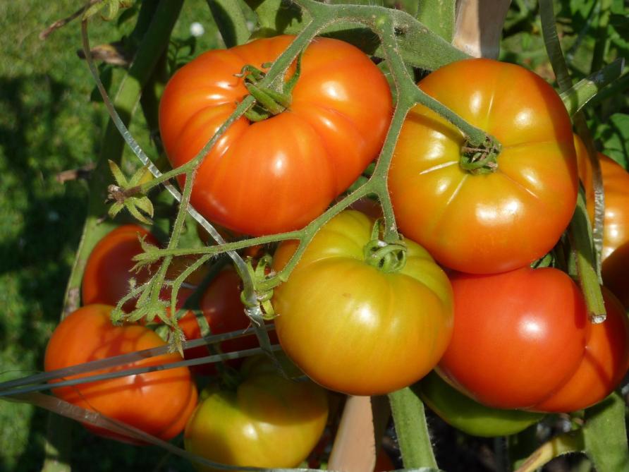 Au potager, la tomate «maison», du semis jusqu’à la récolte
