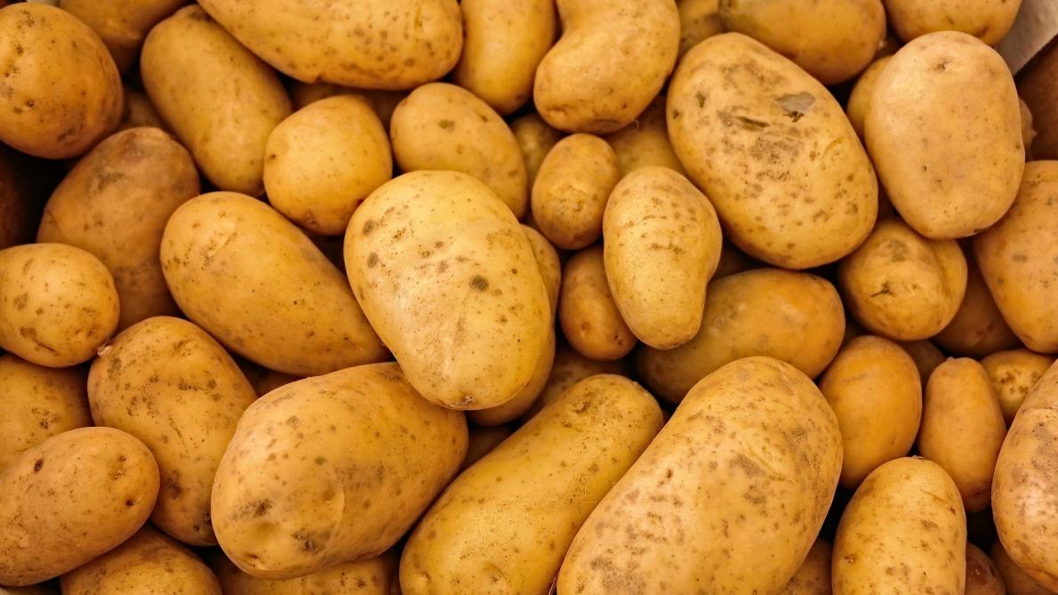 Surplus de pommes de terre: la Wallonie facilite les dons aux banques alimentaires