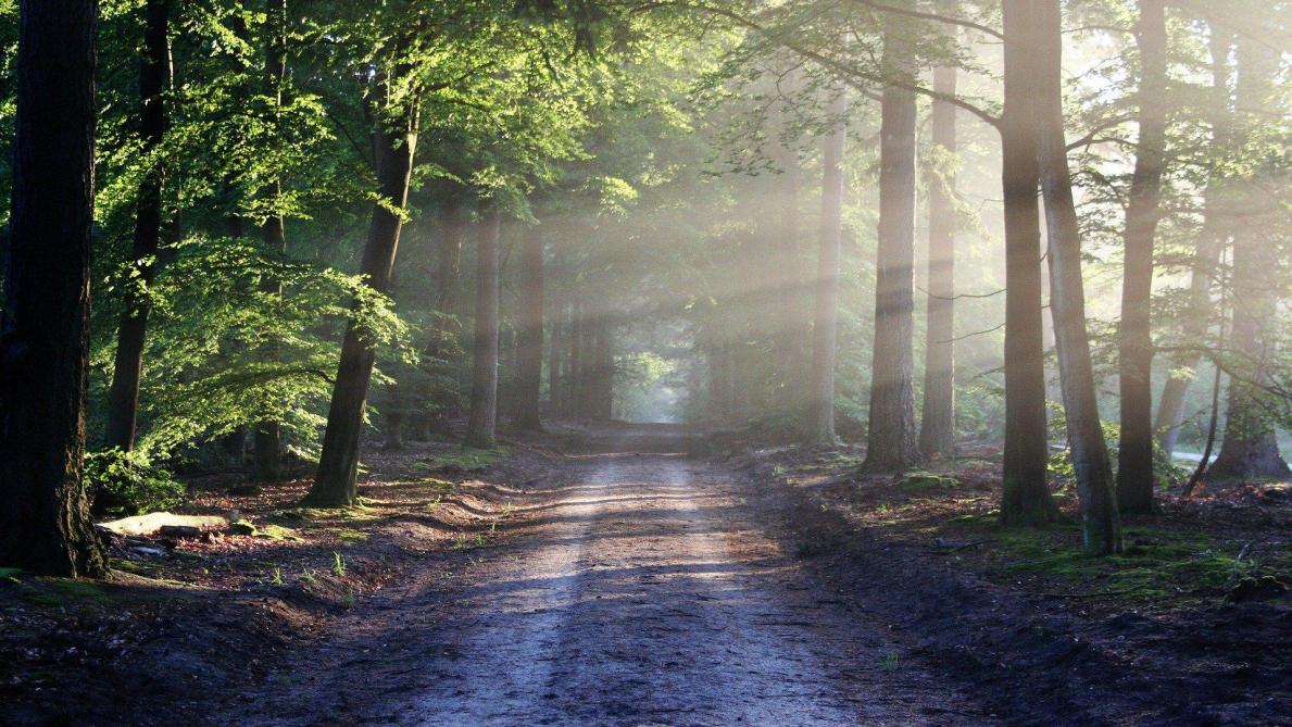 PPA en province de Luxembourg: circulation en forêt autorisée, sous conditions
