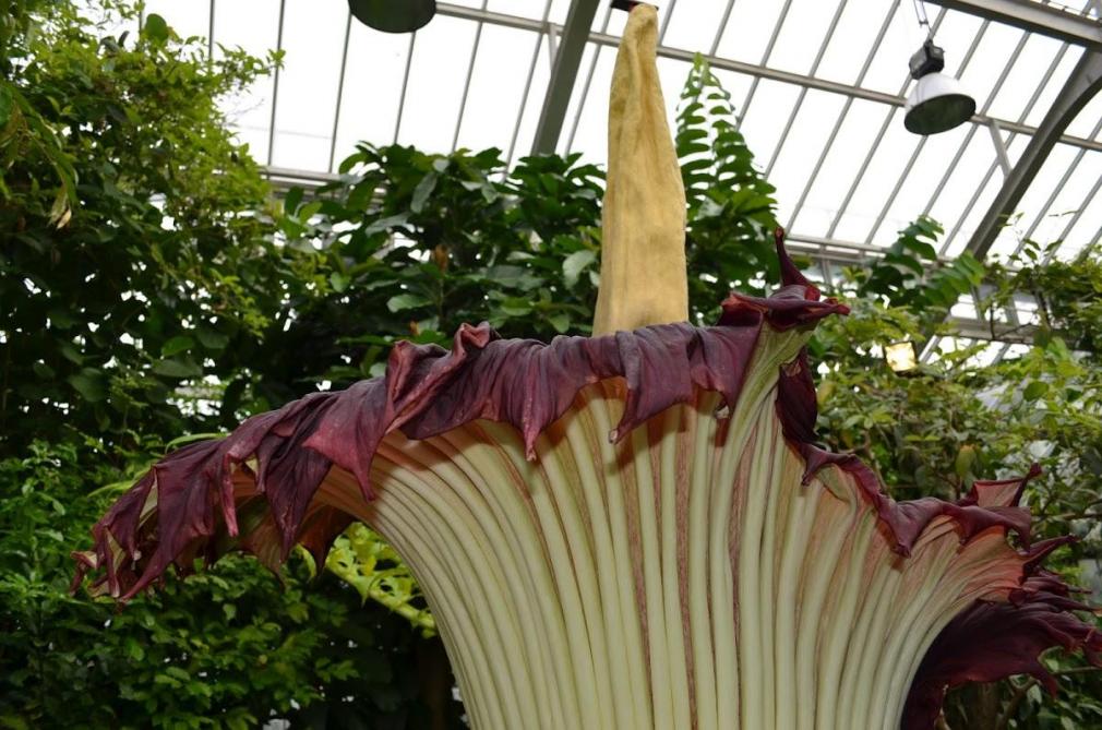 L Arum Titan Commence A Fleurir Au Jardin Botanique De Meise Sillonbelge Be