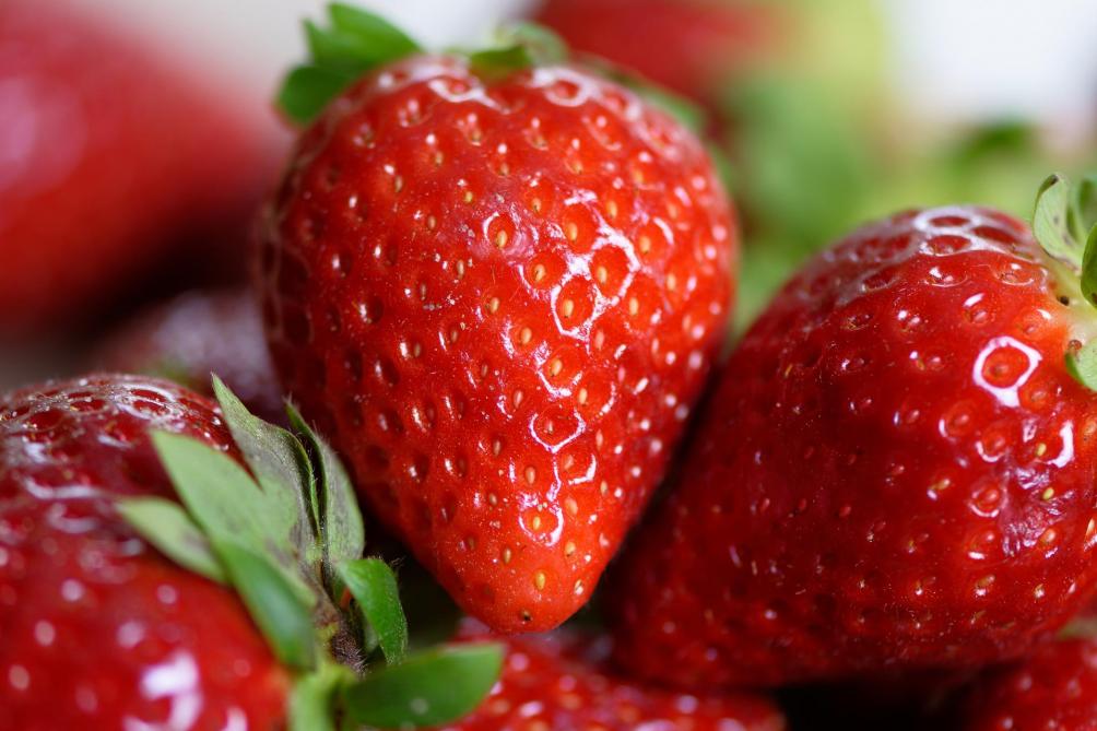 Vive Les Fraises Chez Les Producteurs Du Parc Naturel De L Escaut Sillonbelge Be