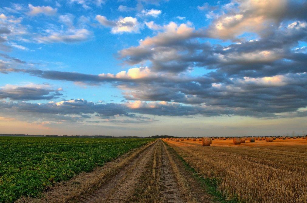 Colruyt et l’achat de terres agricoles: une atteinte au modèle agricole familial selon la Fwa