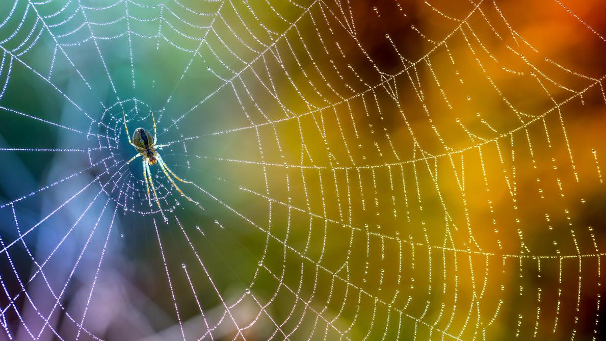 Le mythe de la FemmeAraignée SillonBelge.be