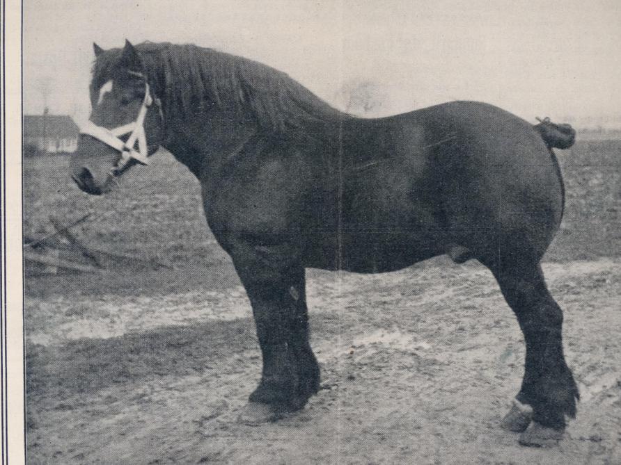 Né en 1909, Laboureur d’Isaac est un cheval tardif qui progressait à chaque sortie.
