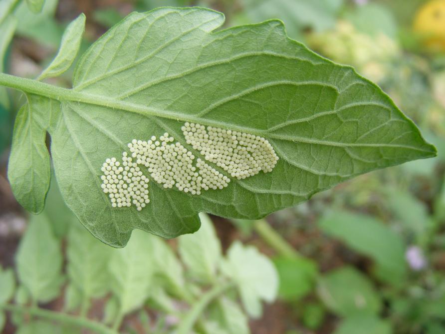 Les pontes sont souvent déposées avec soin en face inférieure de feuilles. Quelques jours plus tard, l'éclosion donne naissance à une belle population de larves au stade.