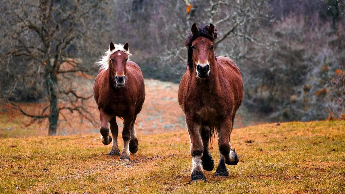 La Belgique à la tête de la lutte contre la viande illégale de cheval