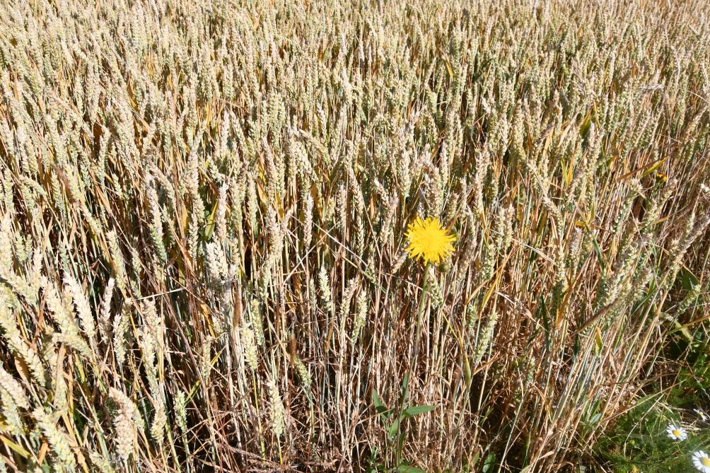 Pas loin des 40 millions de tonnes en 2019, la moisson des blés en France n’atteint pas les 30 Mt, cette année. La chute est rude!