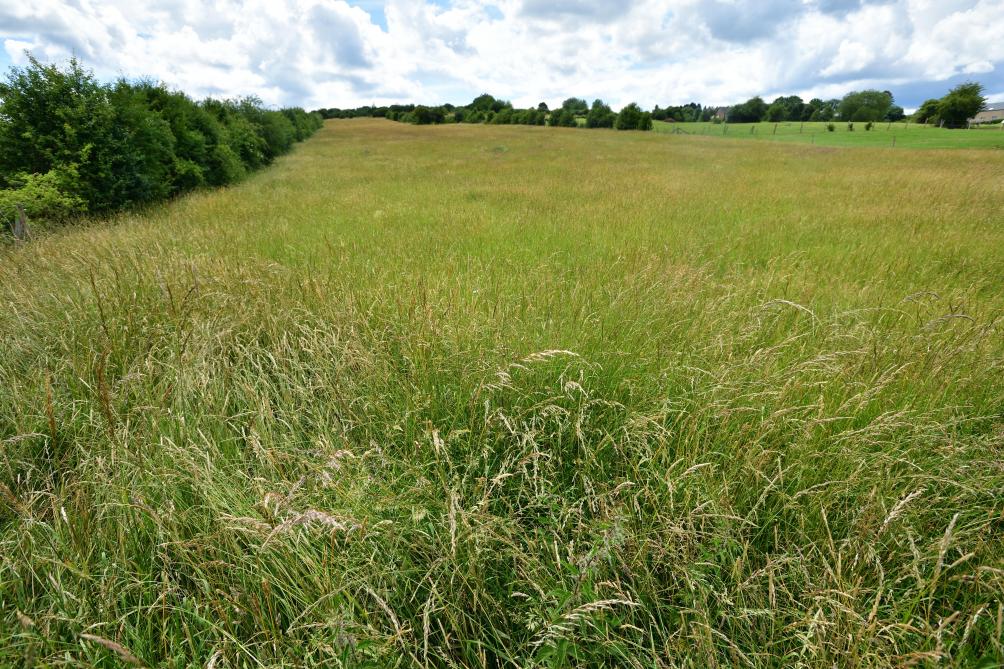 La prairie naturelle (MB2), cet élément clé du maillage écologique et
