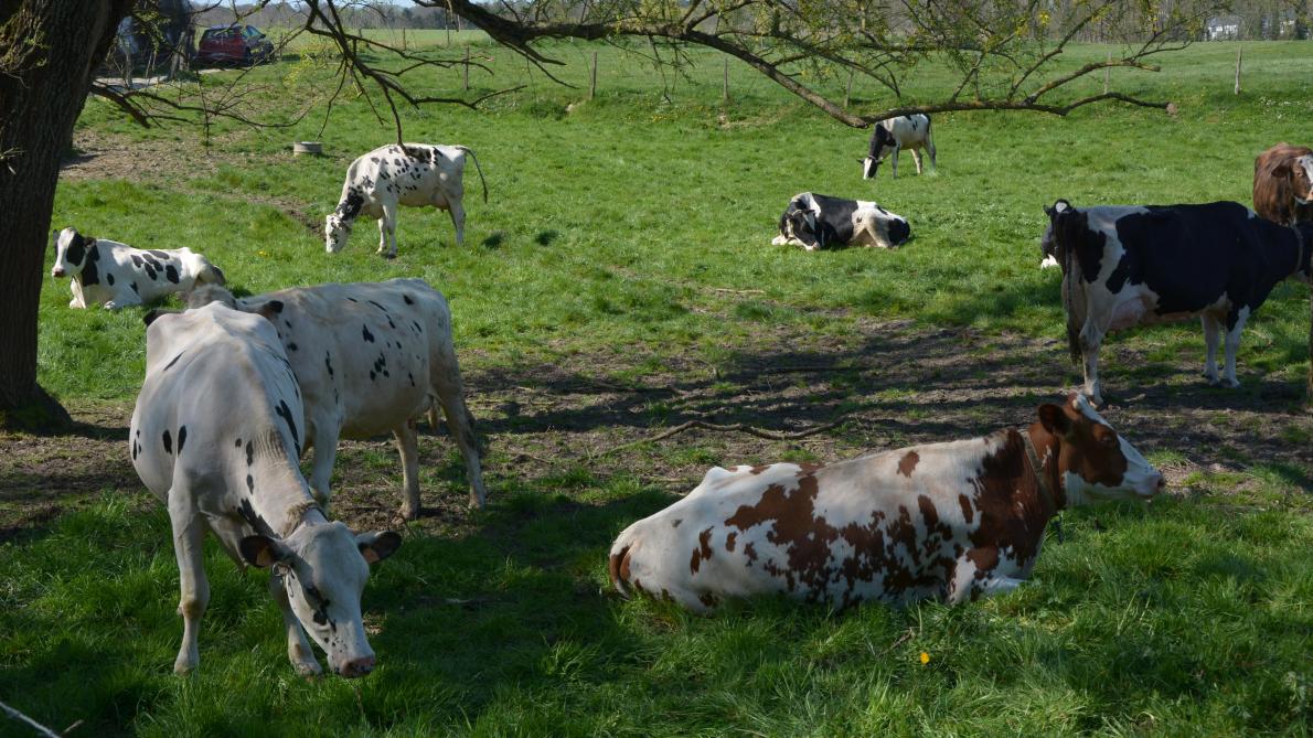 En période estivale, lorsque les vaches se trouvent en pâture, il est important  qu’elles aient suffisamment de zones ombragées où se protéger du soleil.