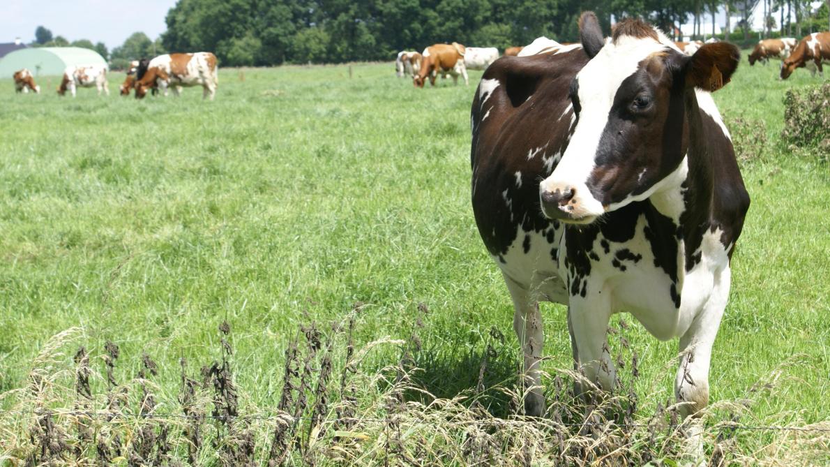 Le Botulisme Ce Tueur Silencieux De Vaches Laitieres Sillonbelge Be Le Botulisme Ce Tueur Silencieux De Vaches Laitieres Sillonbelge Be