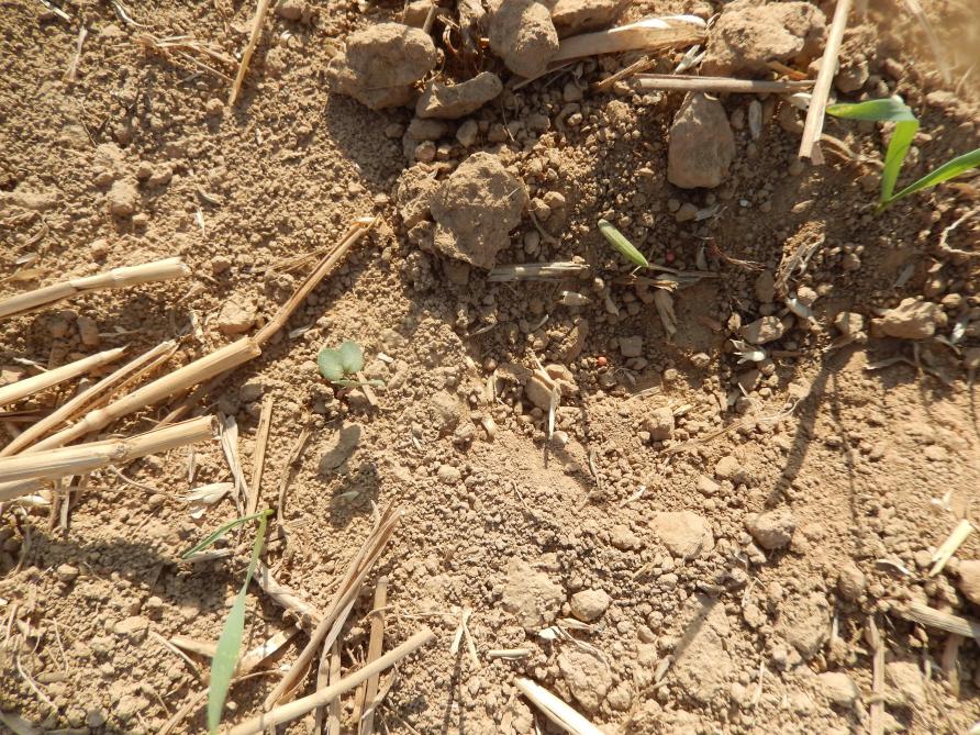 La sécheresse pèse lourdement. Ci-dessus une plantule au stade cotylédons et des semences non germées à cause du manque d'eau, et des repousses de céréales dans un sol non labouré (toujours à cause de ce déficit hydrique!).