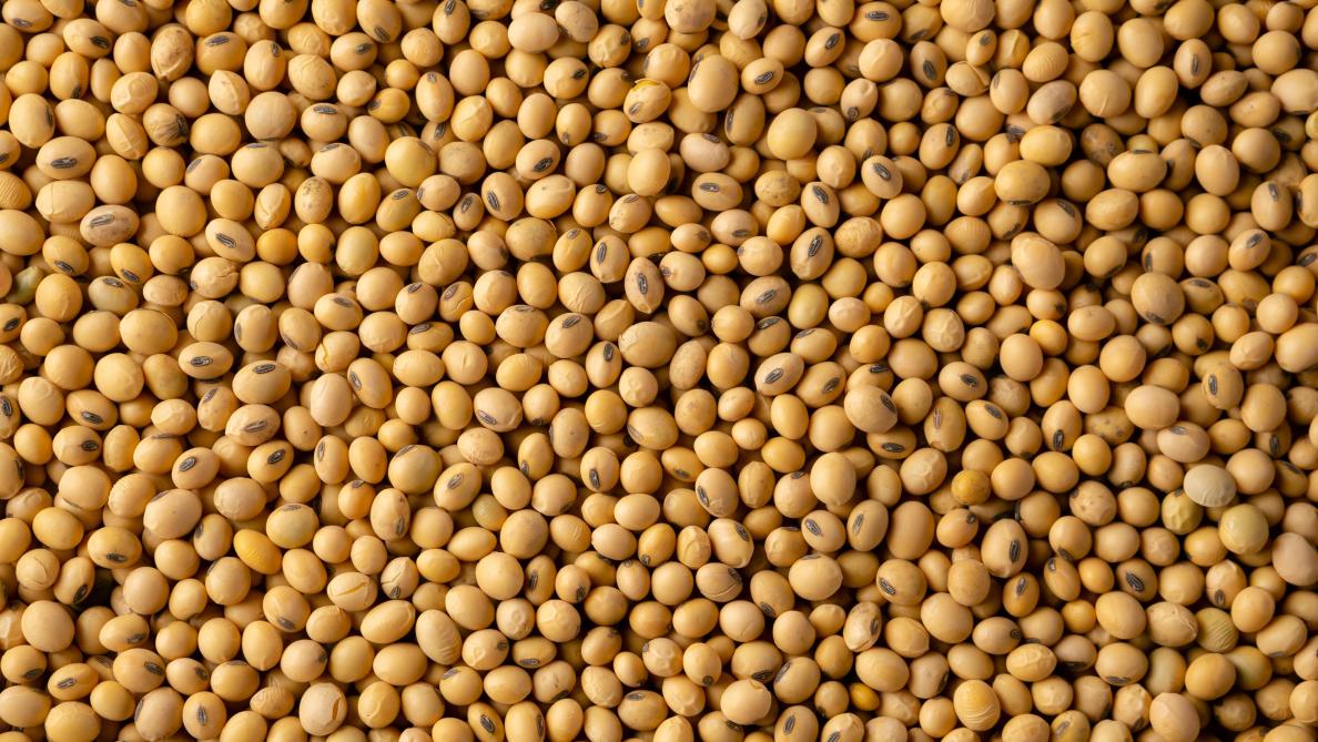 La Commission autorise la mise sur le marché d’un soja OGM de Monsanto