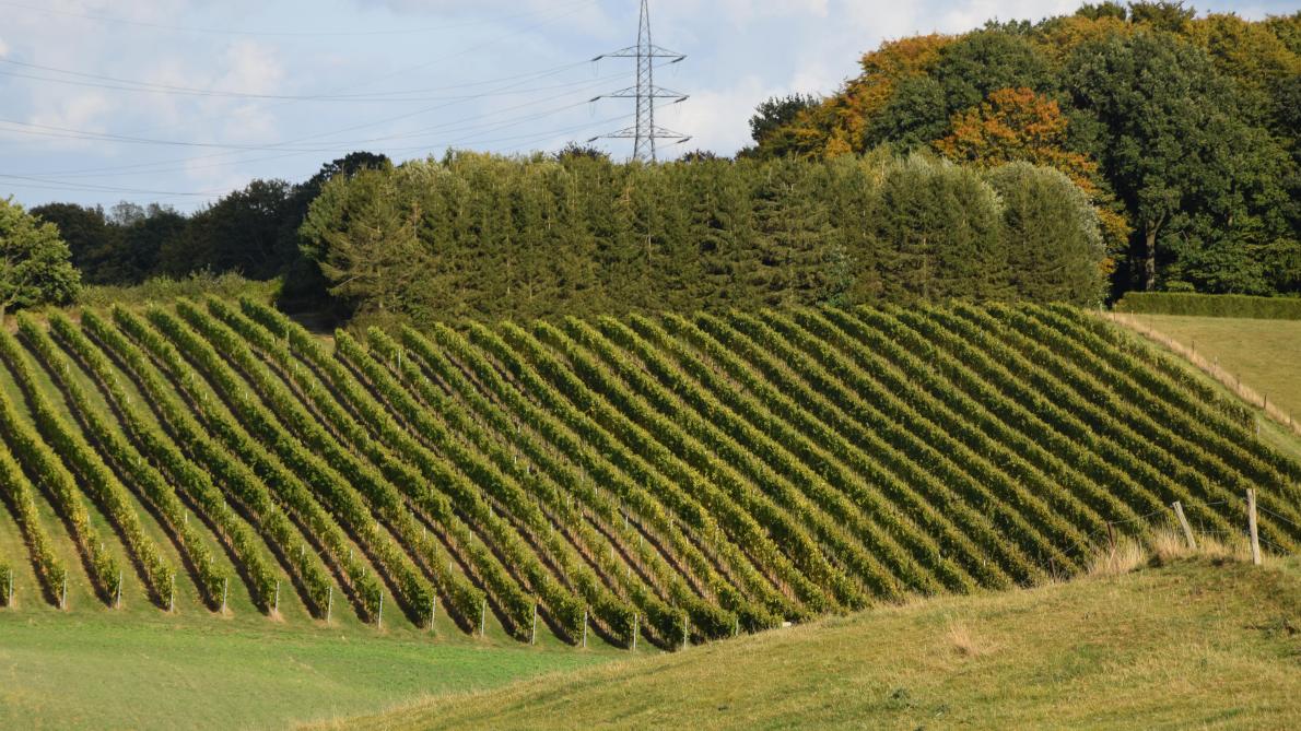 Le réchauffement climatique soutient l’essor des vignerons flamands