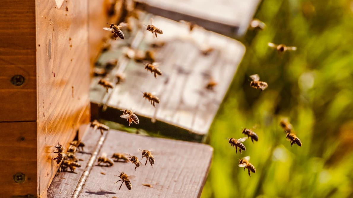 Une subvention pour les formations apicoles 2020-2023