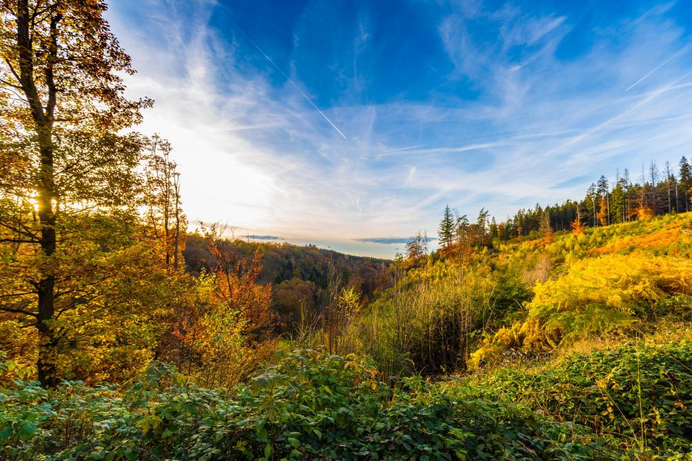 Get up Wallonia : un premier soutien financier pour aider les propriétaires forestiers à régénérer les forêts