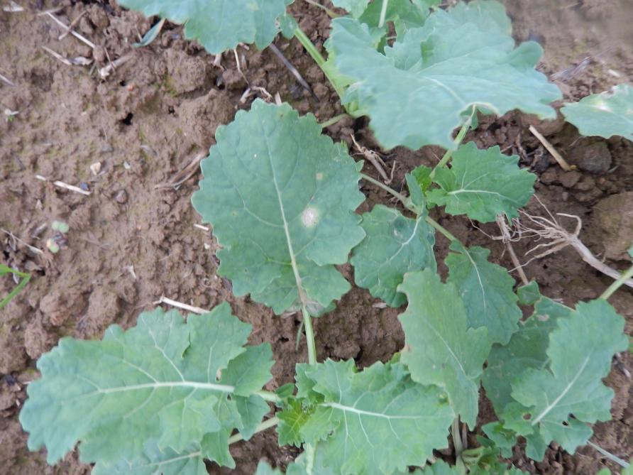 Premiers symtômes de phoma sur feuilles: taches blanches et points noirs (pycnides), sans danger pour le colza.
