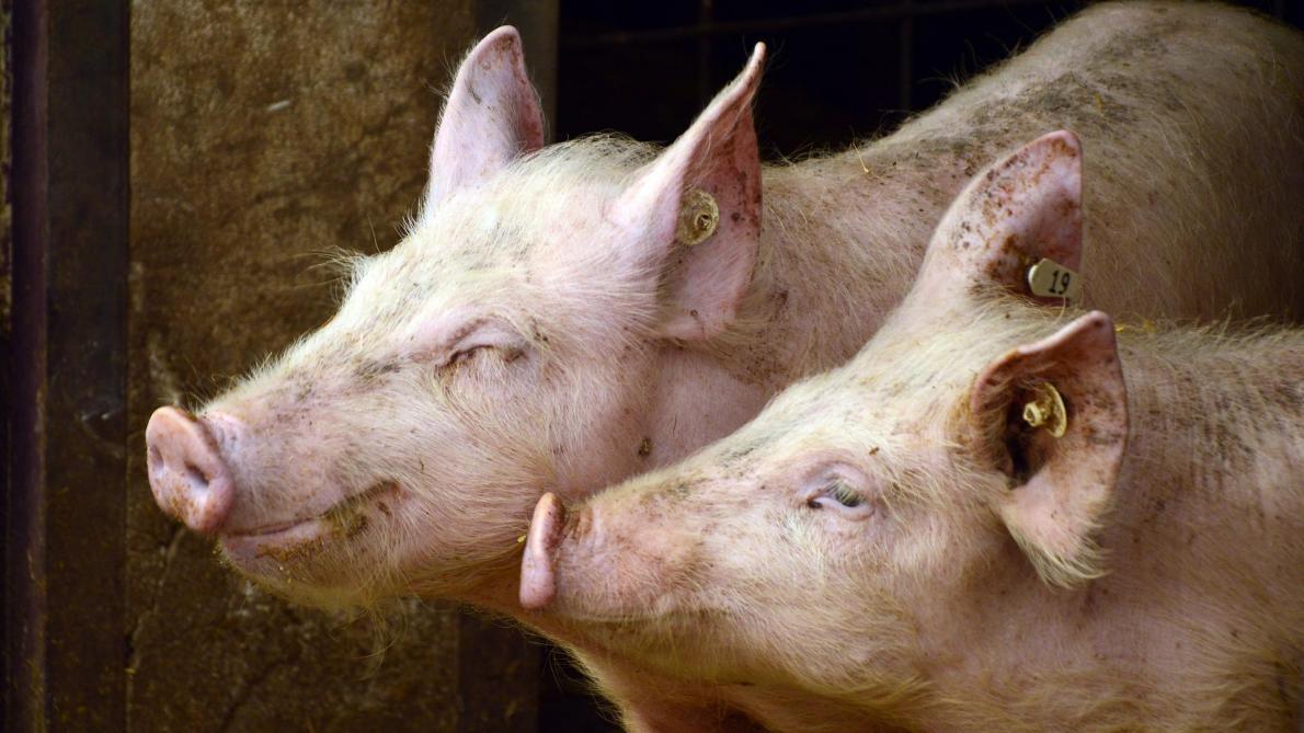 La peste porcine s'étend à une nouvelle région en Allemagne