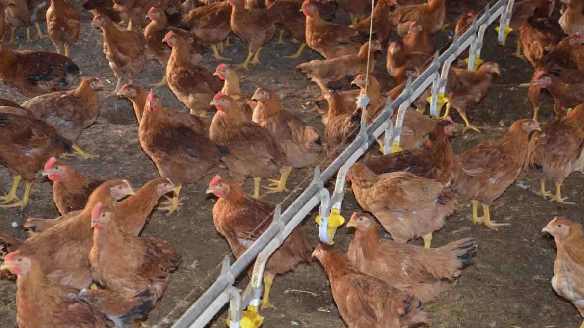 Risques respiratoires en élevage avicole: il est utile de bien s'équiper! 