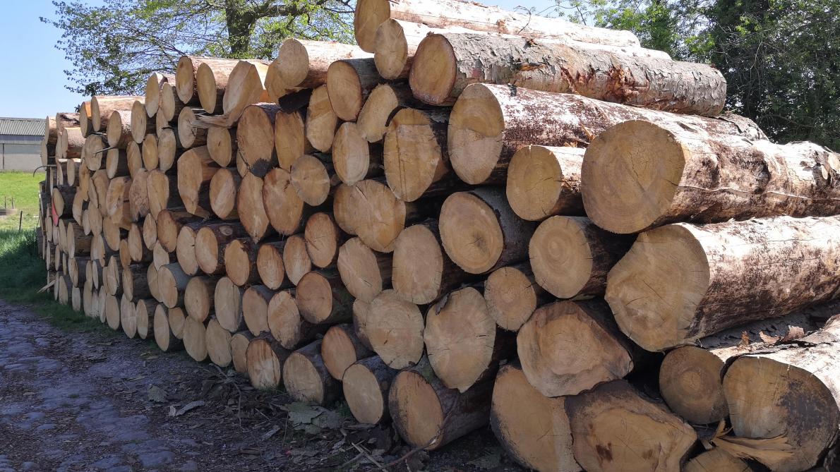 prix moyens des bois sur pied pour la periode automne hiver 2020 2021 sillonbelge be
