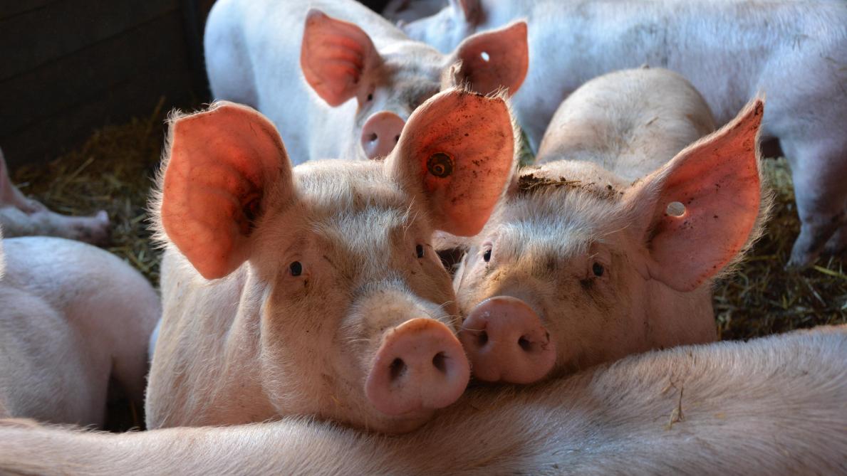 Grâce au recouvrement du statut indemne au niveau européen, l’interdiction de repeuplement des exploitations porcines de la zone sera levée prochainement.