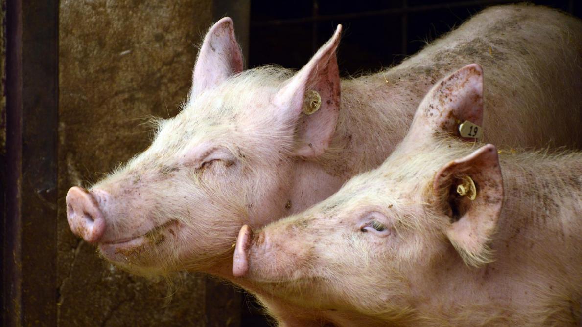 Bientôt une nouvelle législation européenne pour faciliter la lutte contre la peste porcine africaine