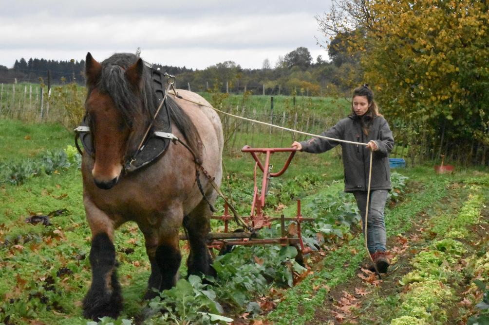 Le cheval de trait en maraîchage: une interface qualité entre l'homme et la  terre 