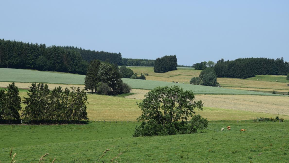 AGRICULTURE | Nouvelle-Aquitaine: Les marchés fonciers ruraux ont battu des records en 2021