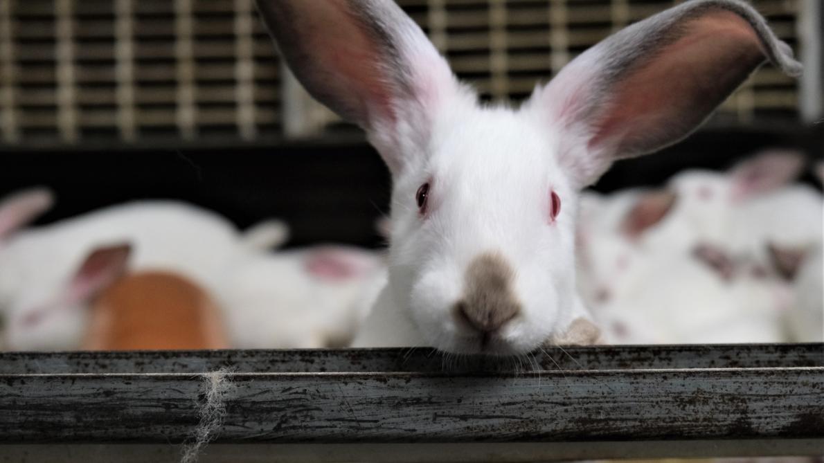 Enclos extérieur du lapin en été : bien protéger son animal de la