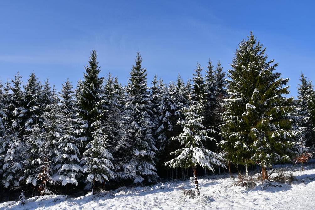 En avril, la Commission européenne devrait présenter ses propositions pour la nouvelle stratégie forestière de l’UE