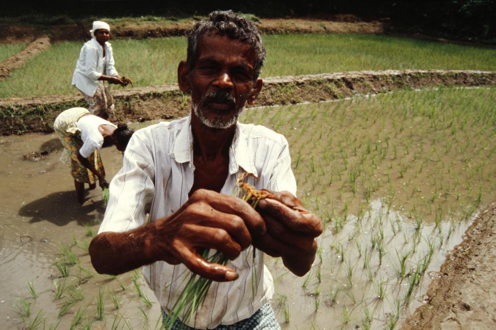 Les petits producteurs indiens craignent que la libéralisation interne des marchés soit une fausse bonne idée et accentue leur précarité.