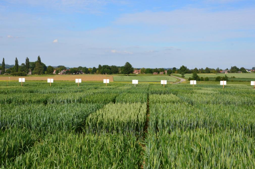 L’identification de zones du génome du blé impliquées dans la tolérance de la céréale aux stress participe aux nouvelles perspectives de création de variétés aptes à répondre aux défis actuels et futurs.