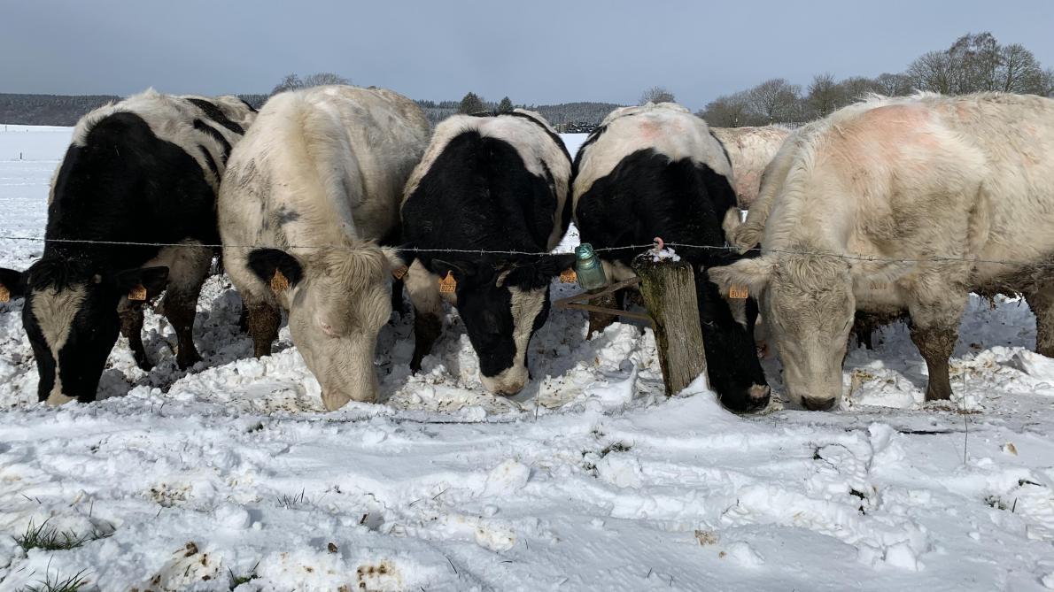 Blanche Neige Et Gel Aux Mains Sillonbelge Be