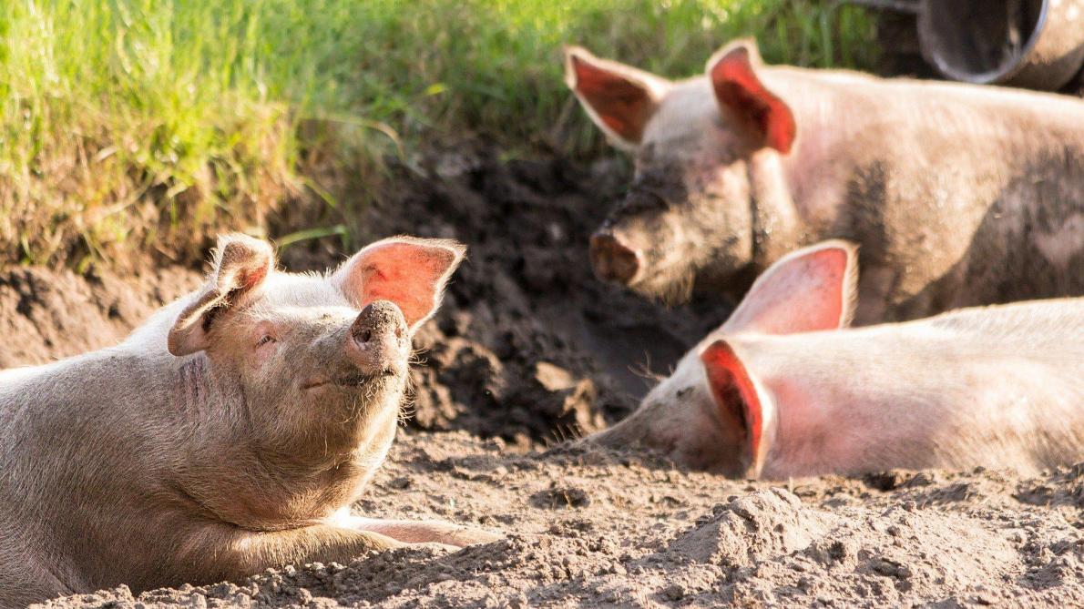 Un soutien wallon pour relancer la filière porcine en zone «PPA»
