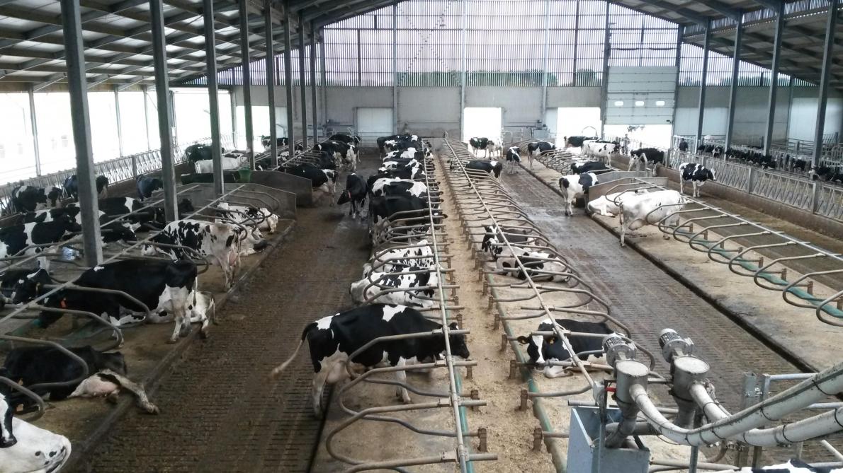 A la ferme Le Bailli, les vaches sont divisées en deux lots, les primipares et les multipares, de manière à leur donner la ration la plus adaptée.