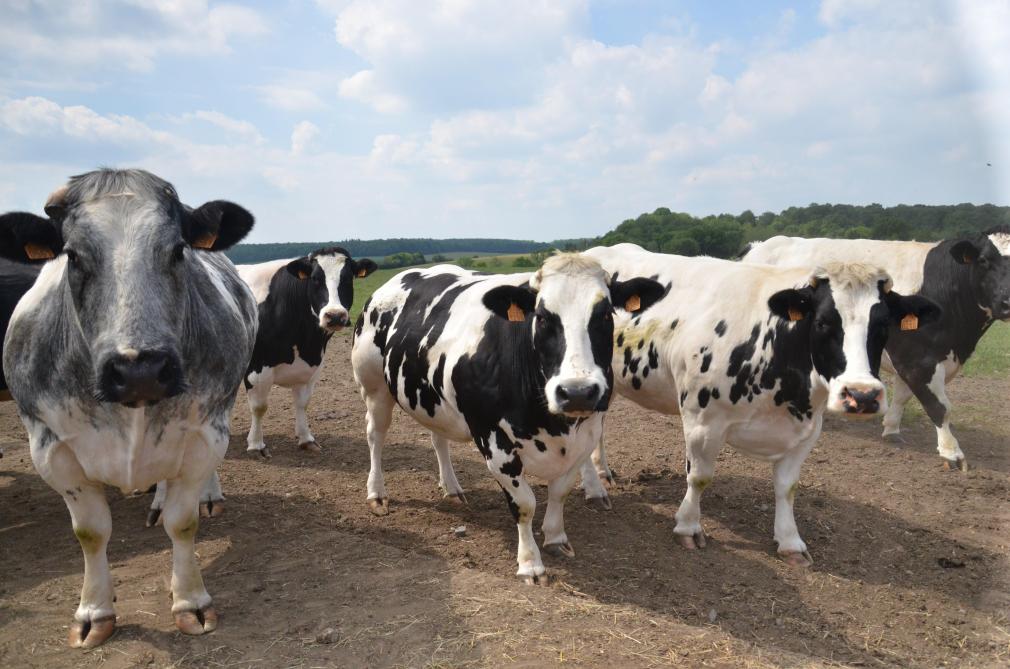Une majorité des troupeaux peut rapidement parvenir à l’assainissement  en réformant moins de 20 % de leurs bovins.