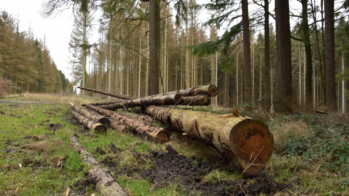 Foret Wallonne 15 Millions D Arbres A Planter Quels Choix Pour Notre Foret De Demain Sillonbelge Be