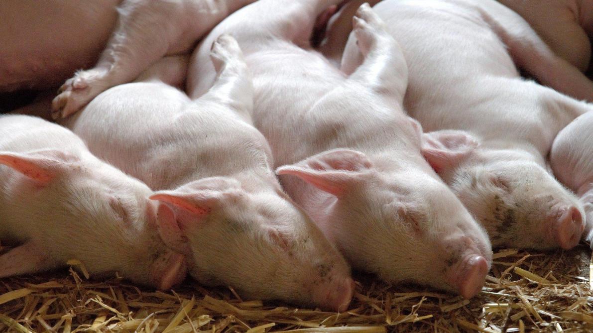 Filière porcine: des signaux positifs, selon l’UE