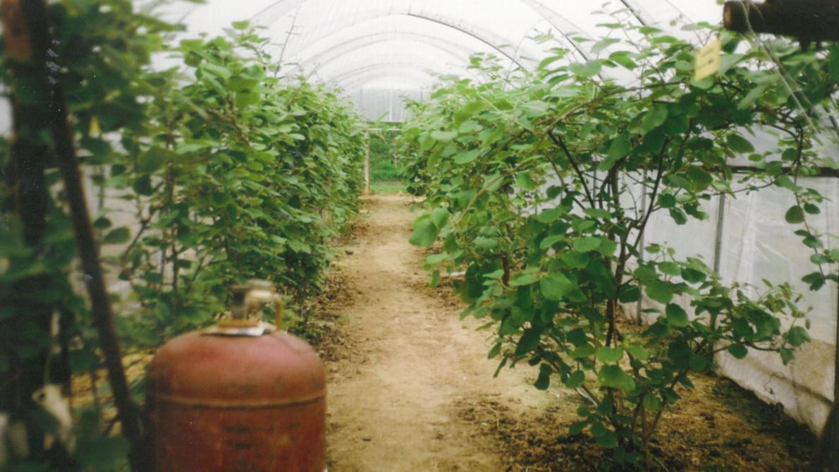 Les kiwis peuvent être plantés en pleine terre, en serre.  Ici, un chauffage antigel est prévu pour l’hiver.
