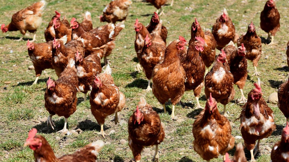 Grippe aviaire H5: levée de la zone de surveillance autour de l’exploitation avicole à Deerlijk
