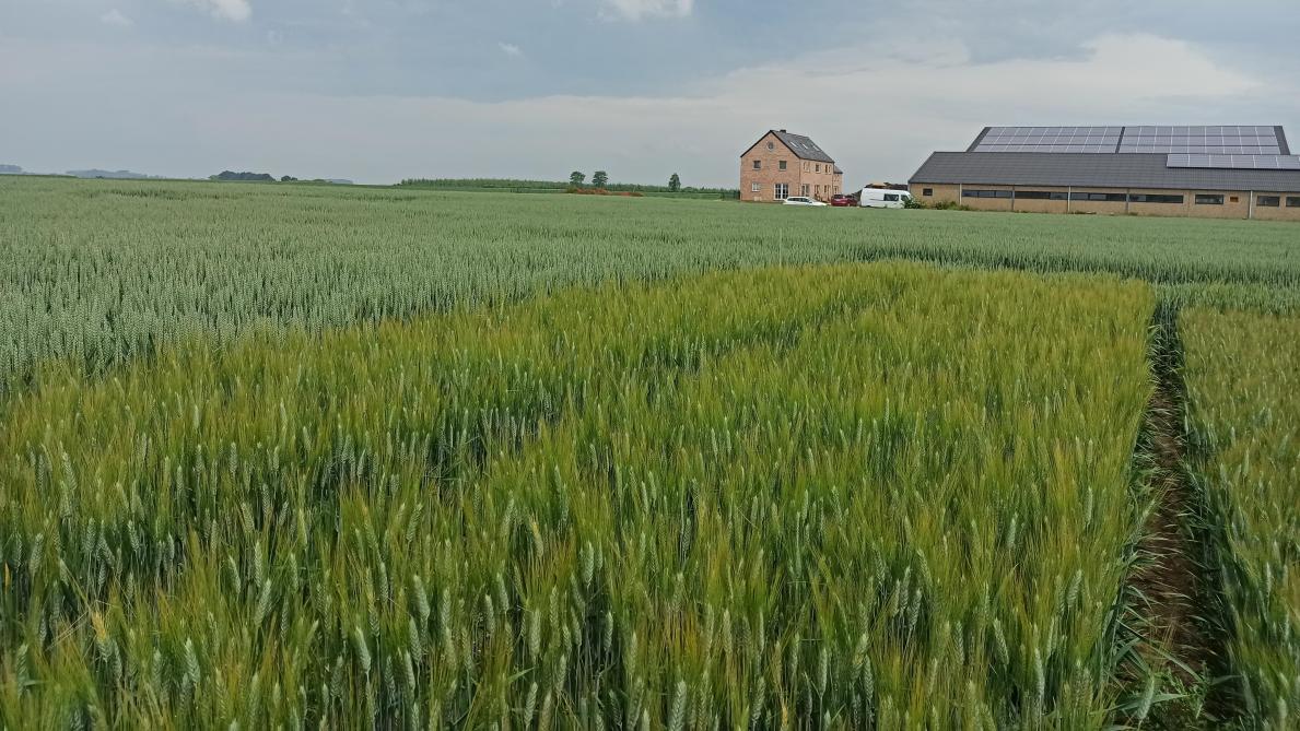 Le Centre wallon de recherches agronomiques étudie, notamment sur le plan  variétal, la culture du blé dur, dans une recherche d’alternatives rentables permettant la diversification des grandes cultures en Wallonie.